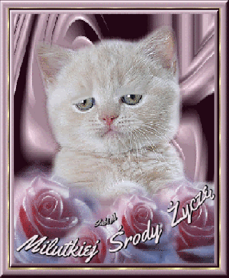 Kotek milutkiej środy życzy